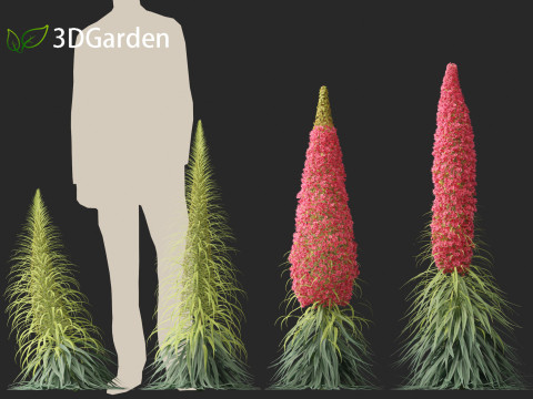 Echium wildpretii - Tower of jewels Modèle 3D