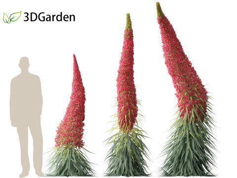 Echium wildpretii - Tower of jewels Modèle 3D