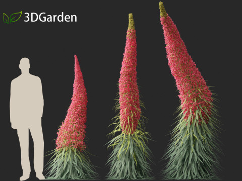 Echium wildpretii - Tower of jewels Modèle 3D