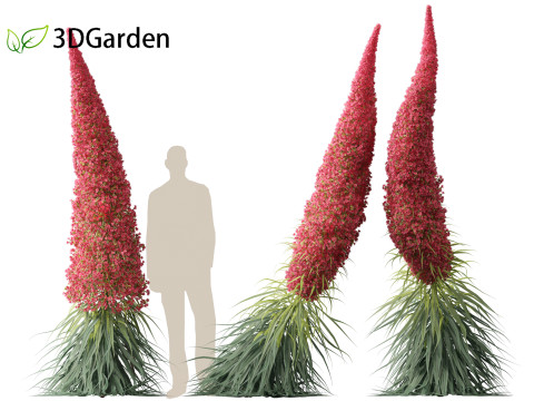 Echium wildpretii - Tower of jewels Modèle 3D