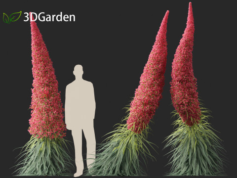 Echium wildpretii - Tower of jewels Modèle 3D