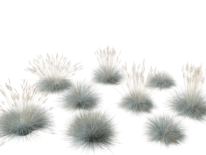Festuca glauca - Blue fescue Modèle 3D .c4d .max .obj .3ds .fbx .stl .blend 