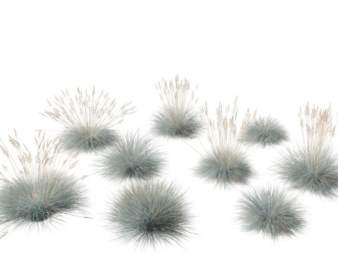 Festuca glauca - Blue fescue 3D Model
