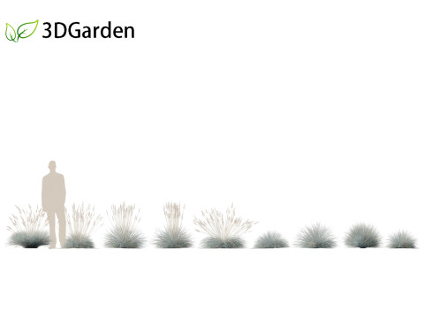 Festuca glauca - Blue fescue Modèle 3D