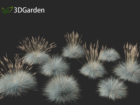 Festuca glauca - Blue fescue Modèle 3D