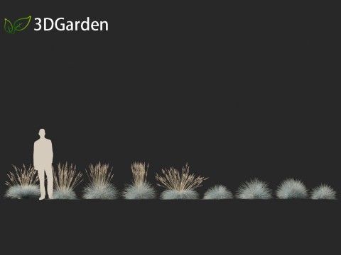Festuca glauca - Blue fescue Modèle 3D