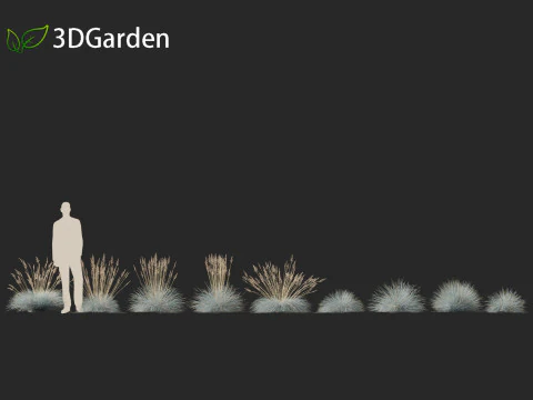 Festuca glauca - Blue fescue 3D Model