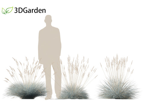 Festuca glauca - Blue fescue Modèle 3D