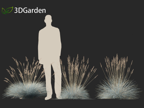 Festuca glauca - Blue fescue Modèle 3D