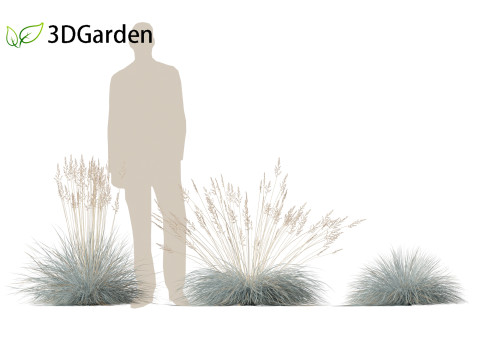 Festuca glauca - Blue fescue Modèle 3D