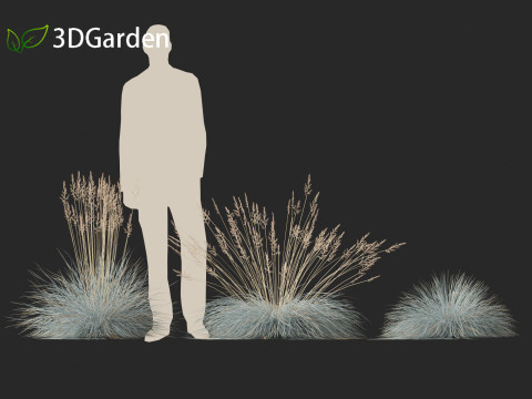 Festuca glauca - Blue fescue Modèle 3D