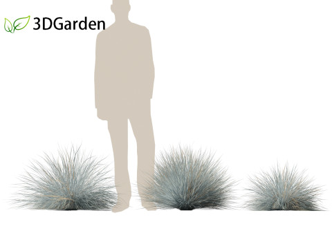 Festuca glauca - Blue fescue Modèle 3D