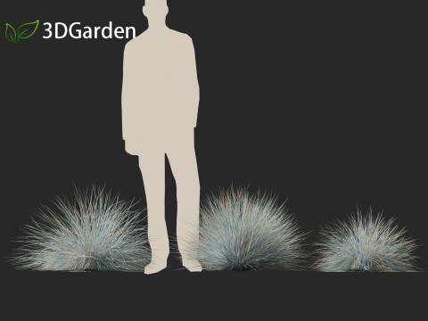 Festuca glauca - Blue fescue Modèle 3D