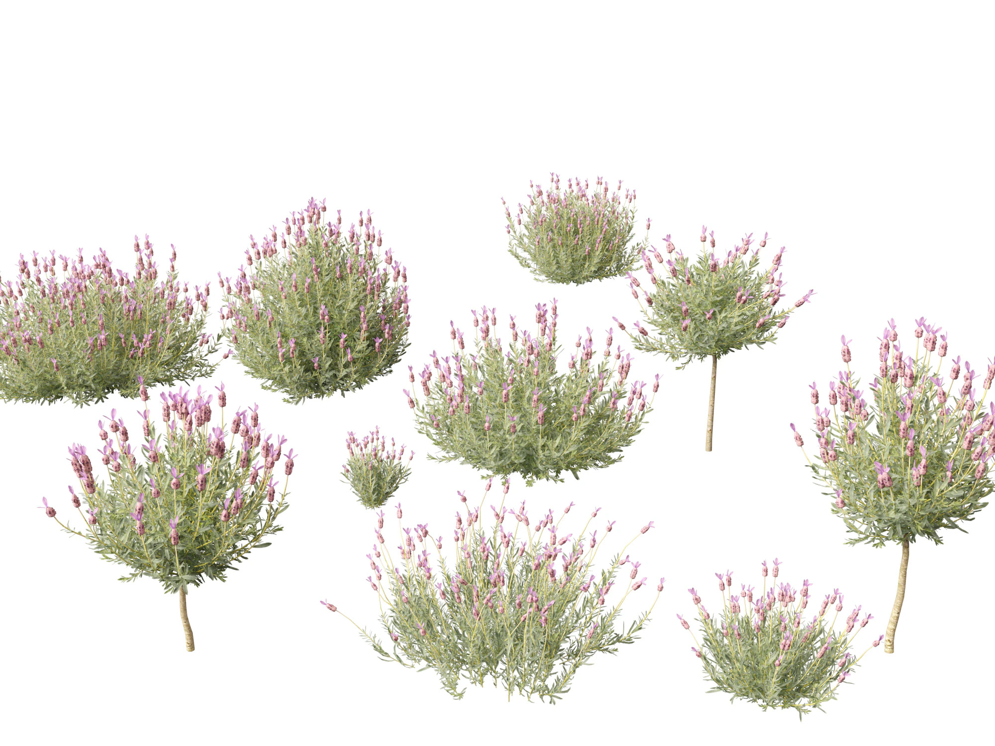 Lavandula stoechas - French lavender 3D Model .c4d .max .obj .3ds .fbx .stl .blend 