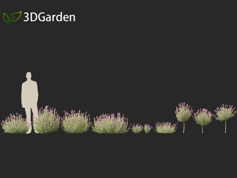 Lavandula stoechas - French lavender 3D Model