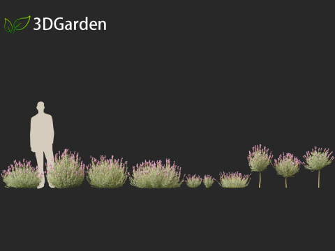 Lavandula stoechas - French lavender 3D Model