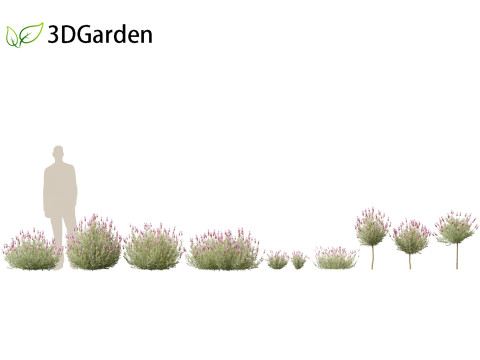 Lavandula stoechas - French lavender 3D Model