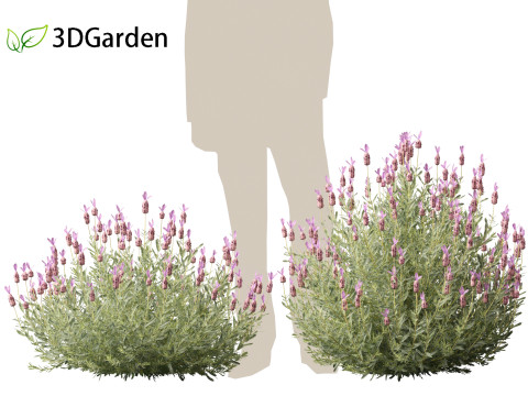 Lavandula stoechas - French lavender 3D Model