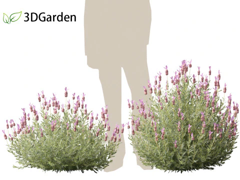 Lavandula stoechas - French lavender 3D Model