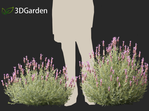 Lavandula stoechas - French lavender 3D Model