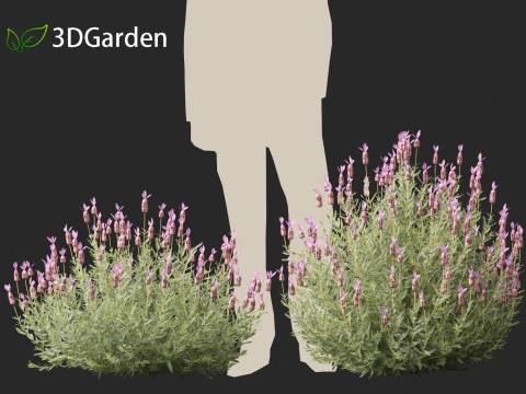 Lavandula stoechas - French lavender 3D Model