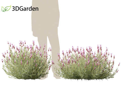 Lavandula stoechas - French lavender 3D Model