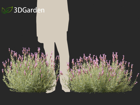 Lavandula stoechas - French lavender 3D Model