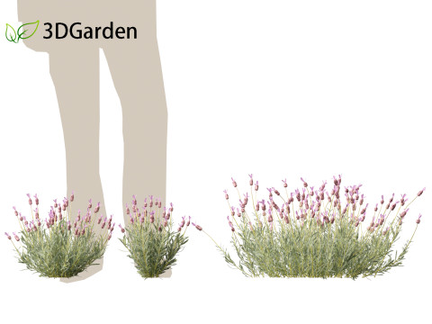 Lavandula stoechas - French lavender 3D Model