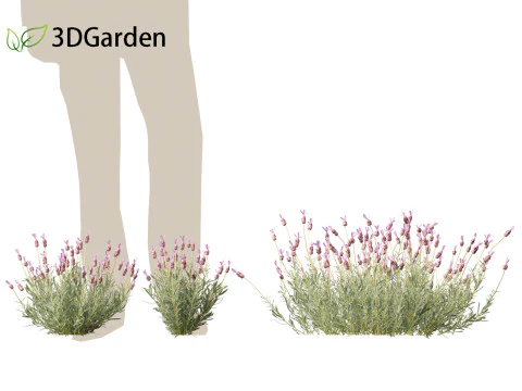 Lavandula stoechas - French lavender 3D Model