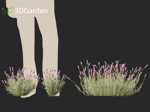 Lavandula stoechas - French lavender 3D Model