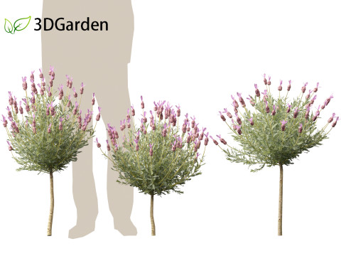 Lavandula stoechas - French lavender 3D Model