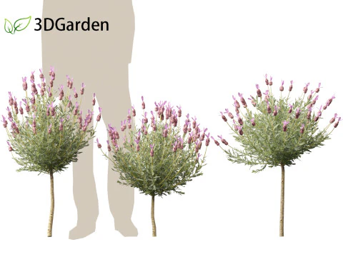 Lavandula stoechas - French lavender 3D Model