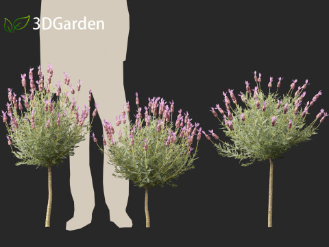 Lavandula stoechas - French lavender 3D Model