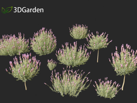 Lavandula stoechas - French lavender 3D Model