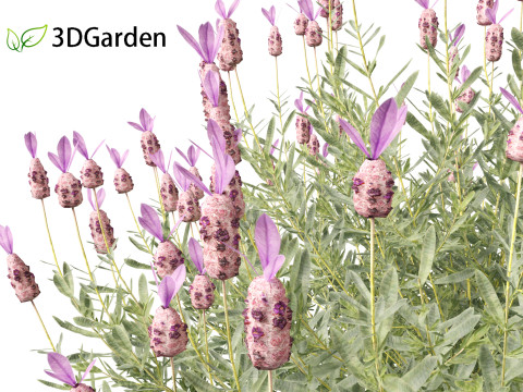 Lavandula stoechas - French lavender 3D Model