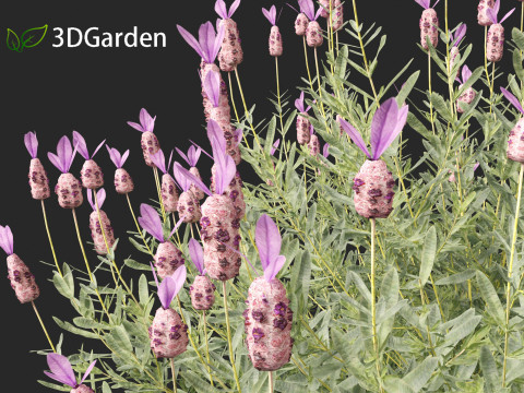 Lavandula stoechas - French lavender 3D Model