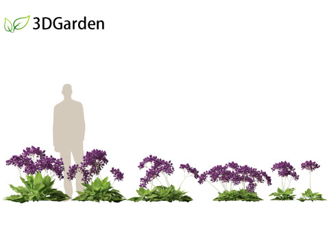 Limonium perezii Sea lavender 3D Model
