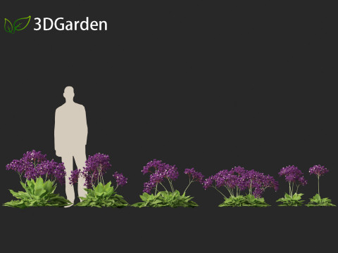 Limonium perezii Sea lavender 3D Model