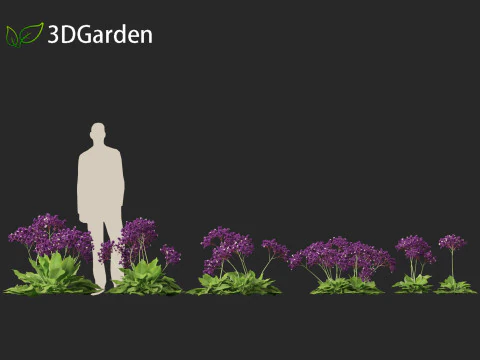 Limonium perezii Sea lavender 3D Model
