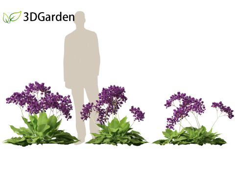 Limonium perezii Sea lavender 3D Model