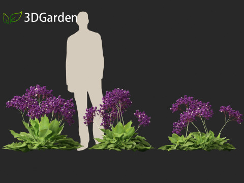 Limonium perezii Sea lavender 3D Model