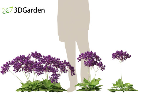 Limonium perezii Sea lavender 3D Model