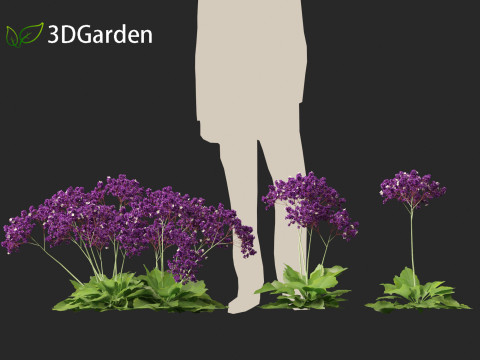 Limonium perezii Sea lavender 3D Model