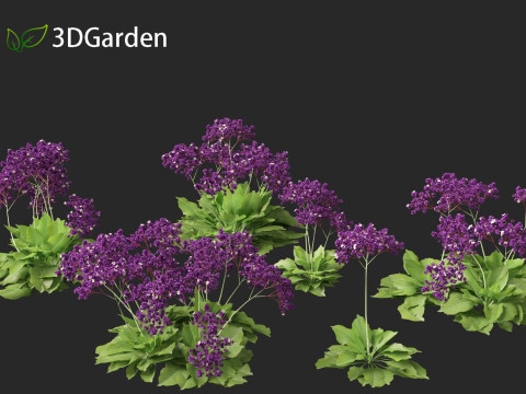 Limonium perezii Sea lavender 3D Model