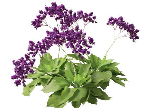 Limonium perezii Sea lavender 3D Model
