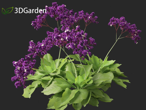 Limonium perezii Sea lavender 3D Model