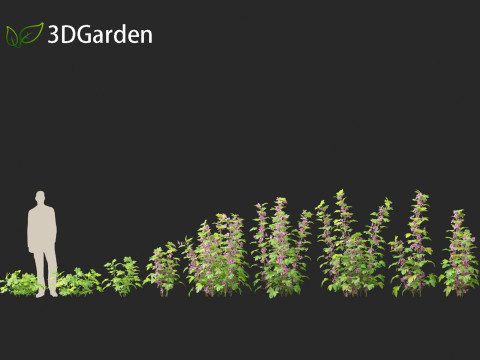 Malva sylvestris - Common mallow 3D Model