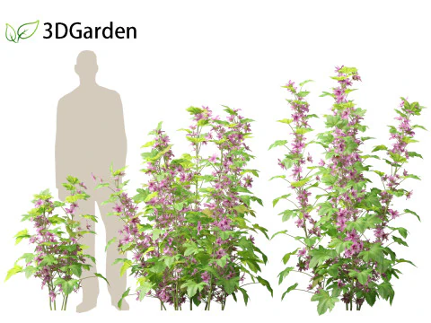 Malva sylvestris - Common mallow 3D Model