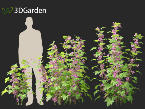 Malva sylvestris - Common mallow 3D Model