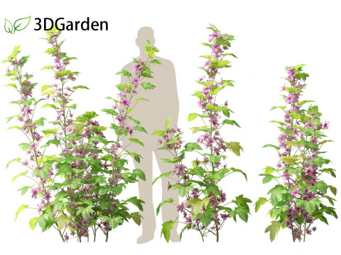 Malva sylvestris - Common mallow 3D Model